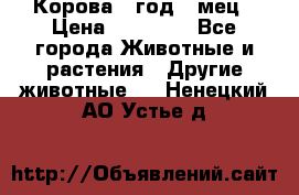 Корова 1 год 4 мец › Цена ­ 27 000 - Все города Животные и растения » Другие животные   . Ненецкий АО,Устье д.